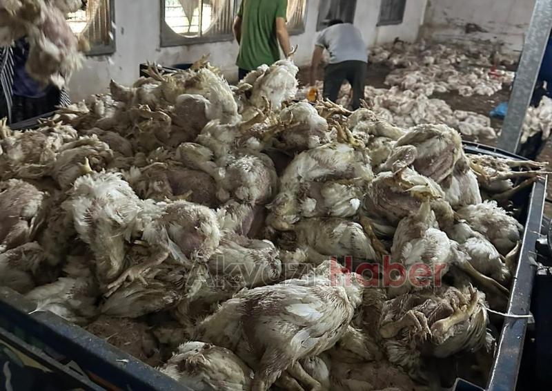 Tavuk çiftliğinde 17 bin tavuk telef oldu