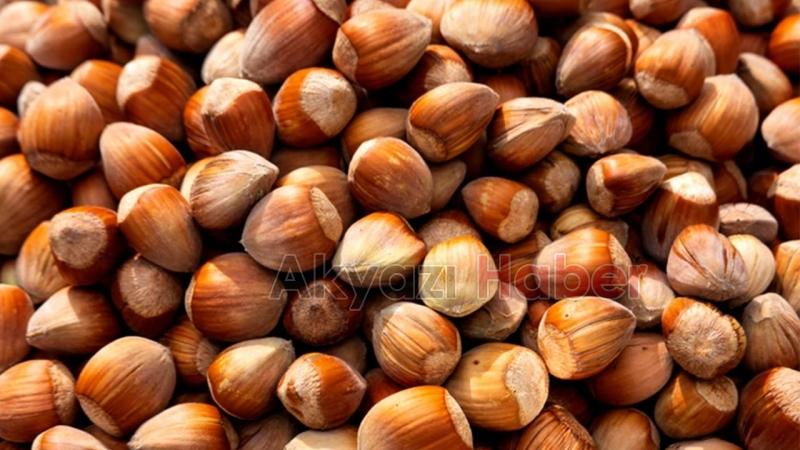 10 Temmuz fındık fiyatları