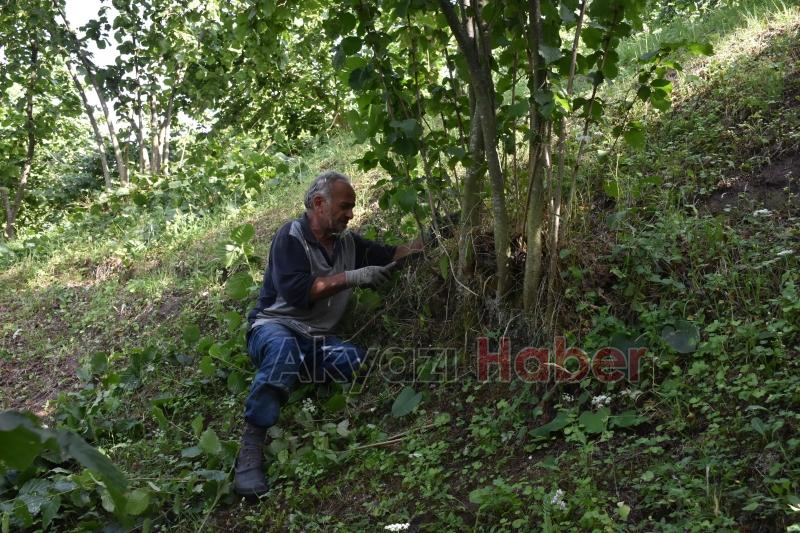 Fındık hasadı öncesi bahçe temizliği başladı