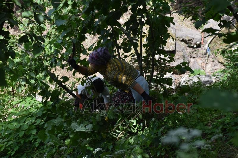 Fındık hasadı öncesi bahçe temizliği başladı