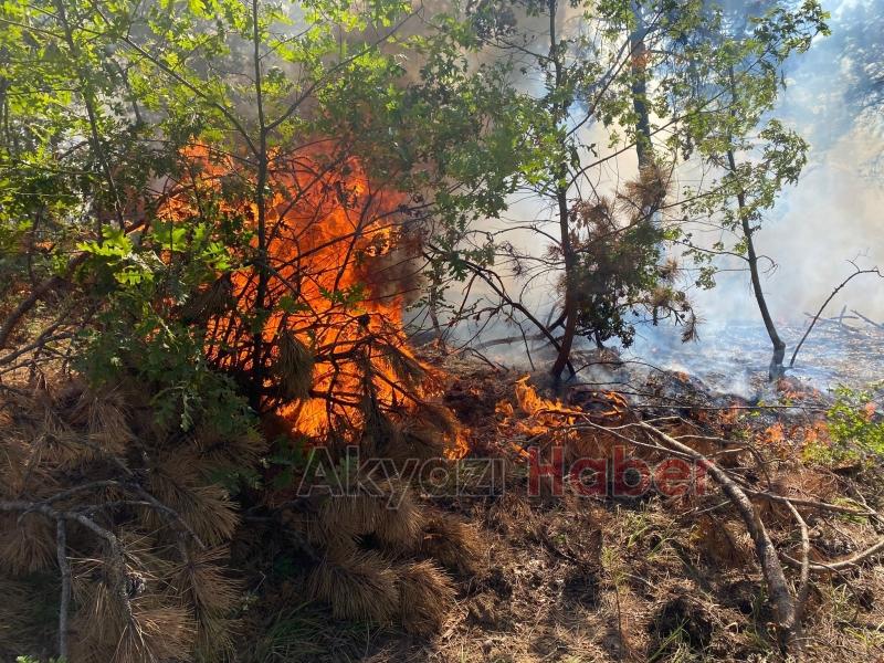 Sakarya sınırında orman yangını