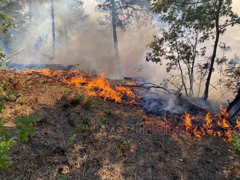 Sakarya sınırında orman yangını
