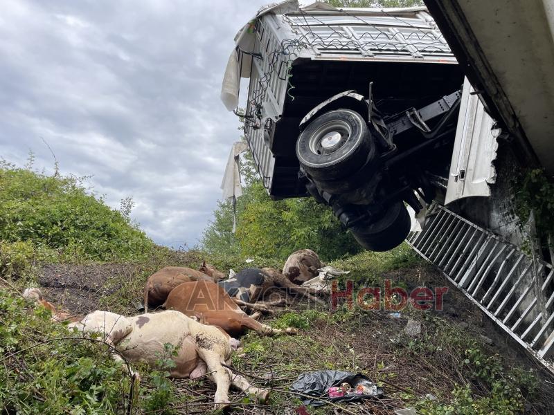 Tır asılı kaldı büyükbaş hayvanlar telef oldu