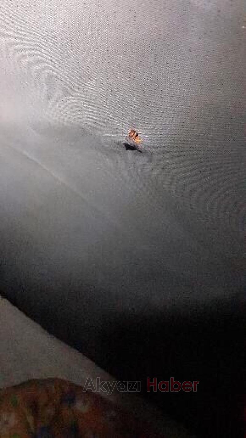 Acelle Yaylası'nda magandalar korku saçtı