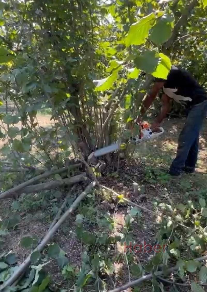 Fındık para etmiyor diyerek ağaçları kesti
