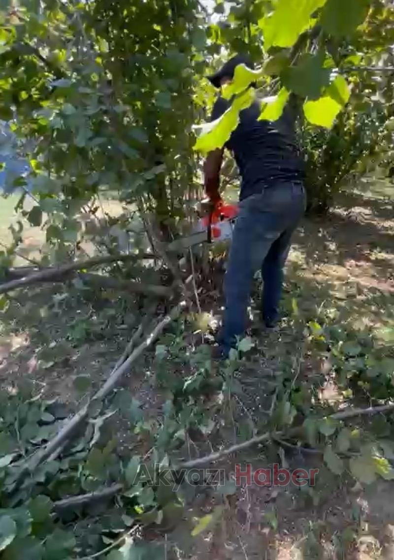 Fındık para etmiyor diyerek ağaçları kesti