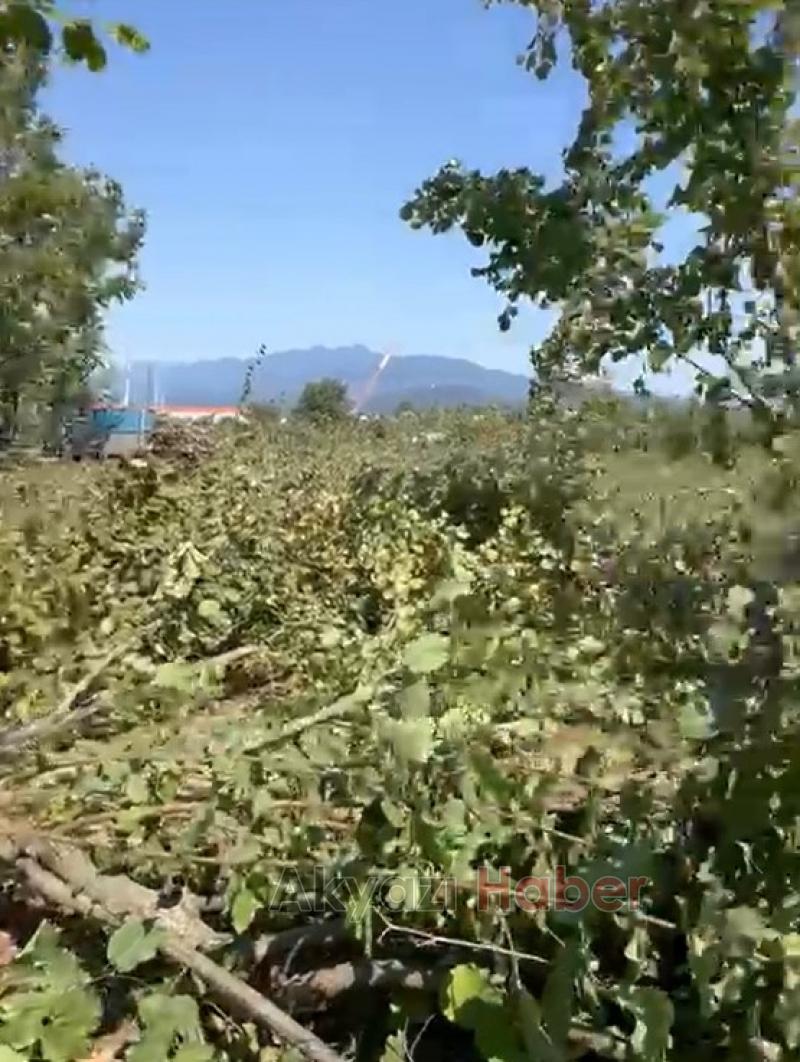 Fındık para etmiyor diyerek ağaçları kesti