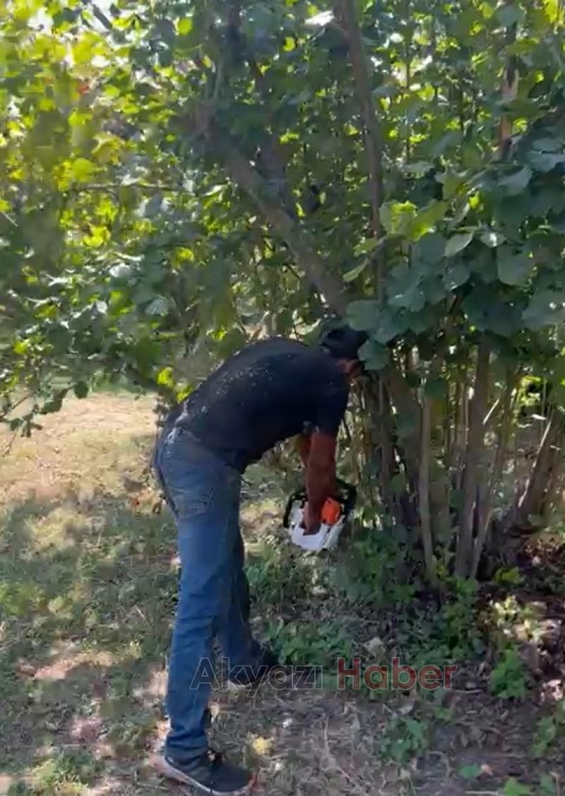 Fındık para etmiyor diyerek ağaçları kesti