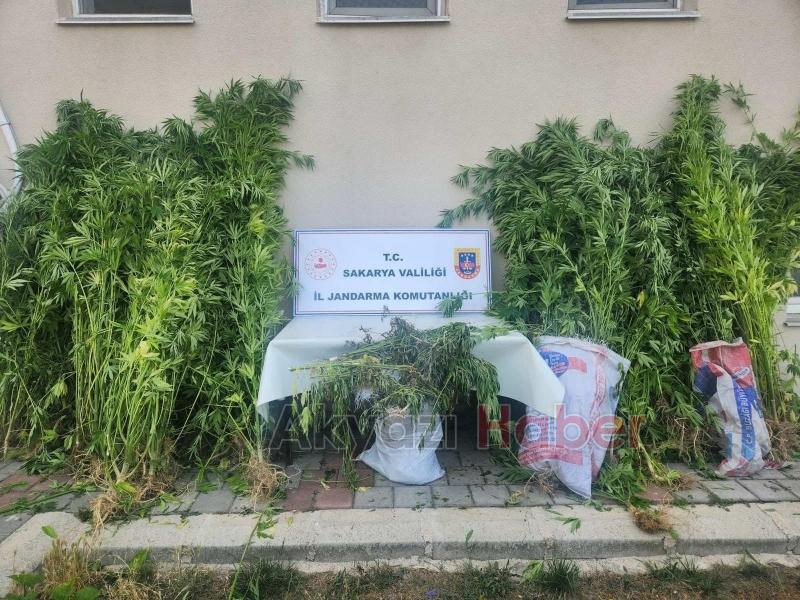 Jandarmadan uyuşturucu ve kaçakçılık operasyonu: 14 tutuklama