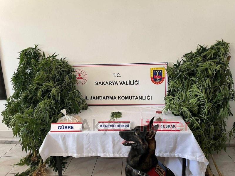 Jandarmadan uyuşturucu ve kaçakçılık operasyonu: 14 tutuklama