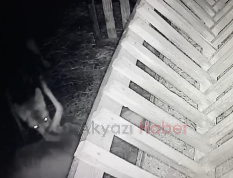 Kurdun ağıldaki koyunlara saldırması kamerada