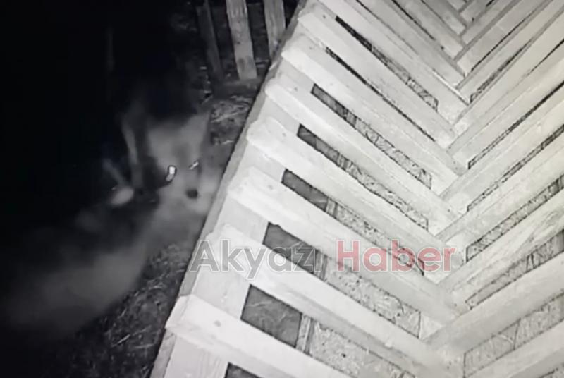 Kurdun ağıldaki koyunlara saldırması kamerada