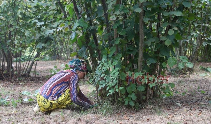 Mevsimlik işçiler fındık mesaisine hazırlanıyor