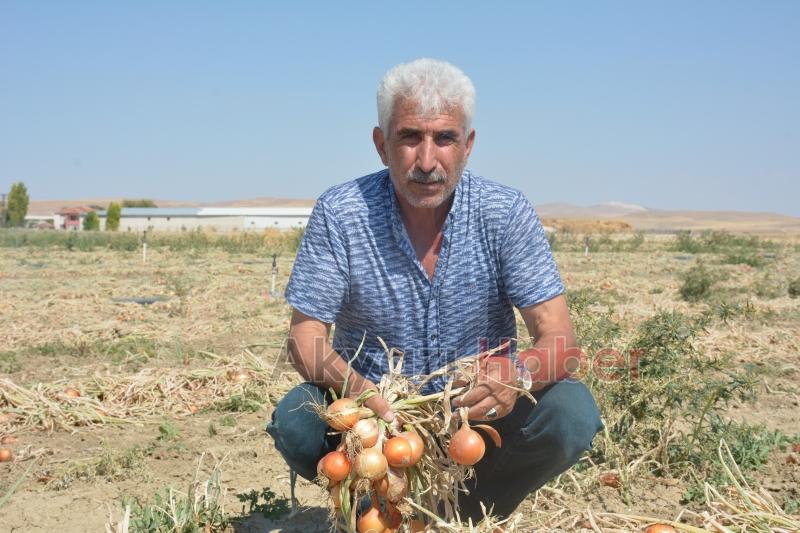 Soğanlar tarlada yandı