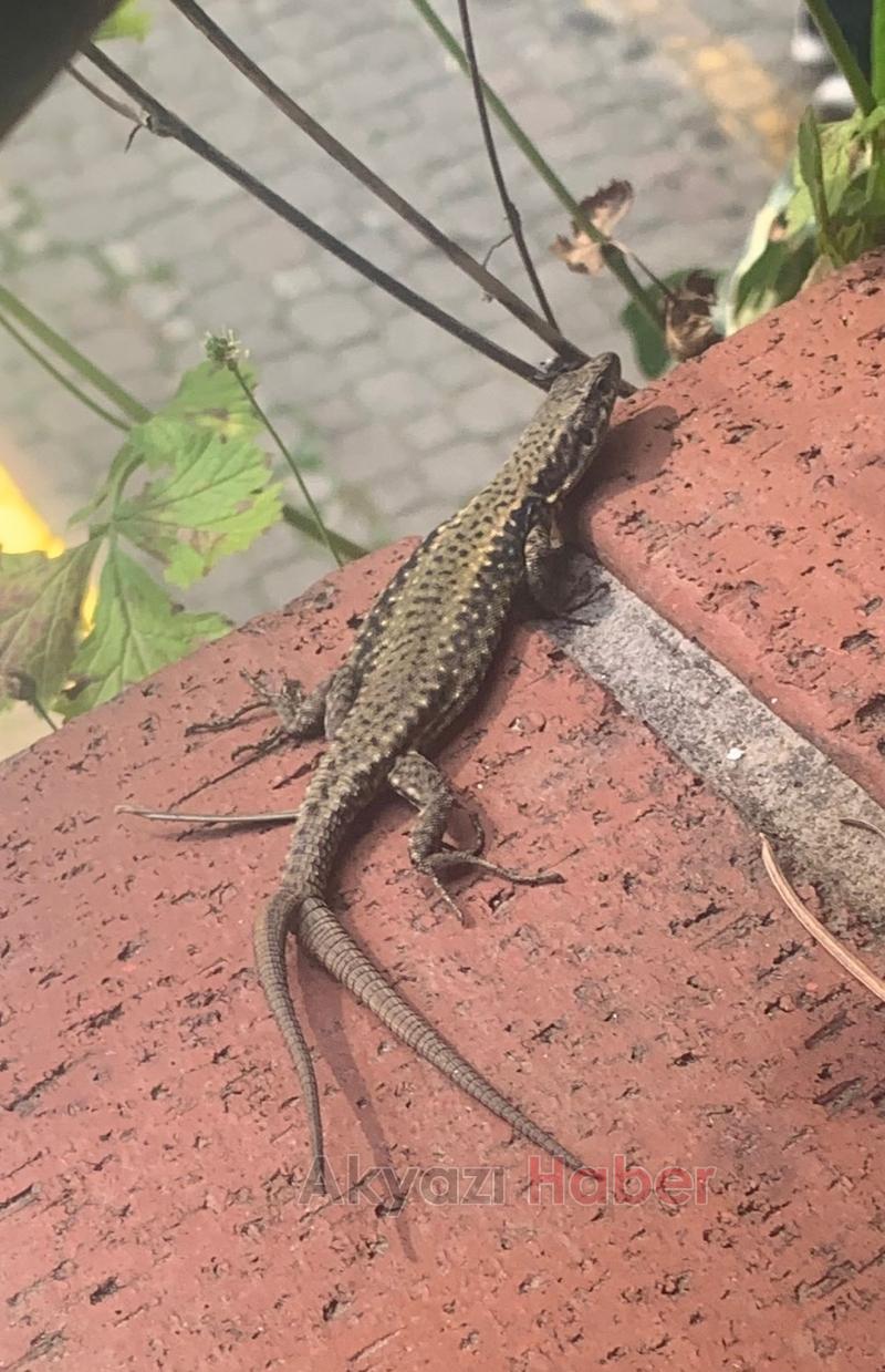 Çift kuyruklu kertenkele