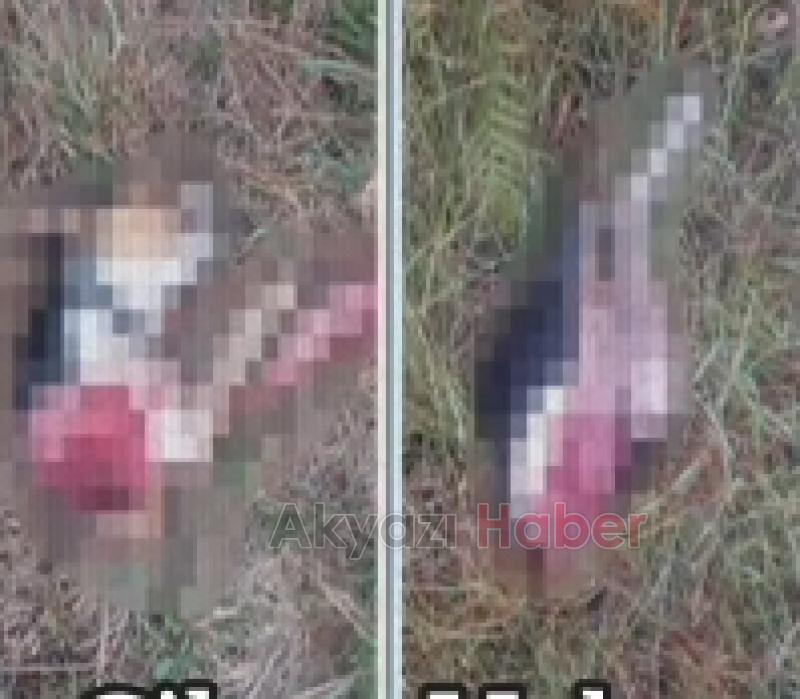 Vahşi hayvan saldırdığı köpeği ikiye böldü