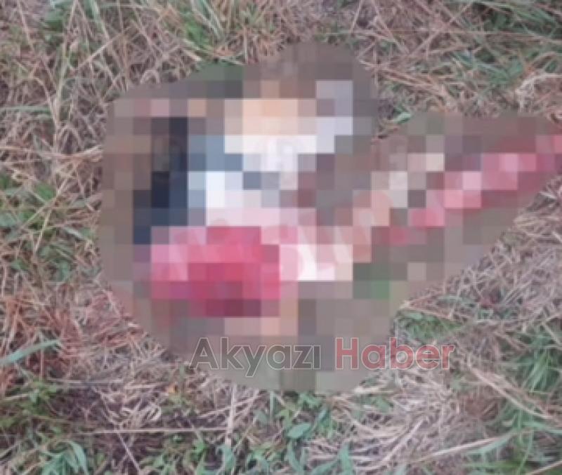 Vahşi hayvan saldırdığı köpeği ikiye böldü
