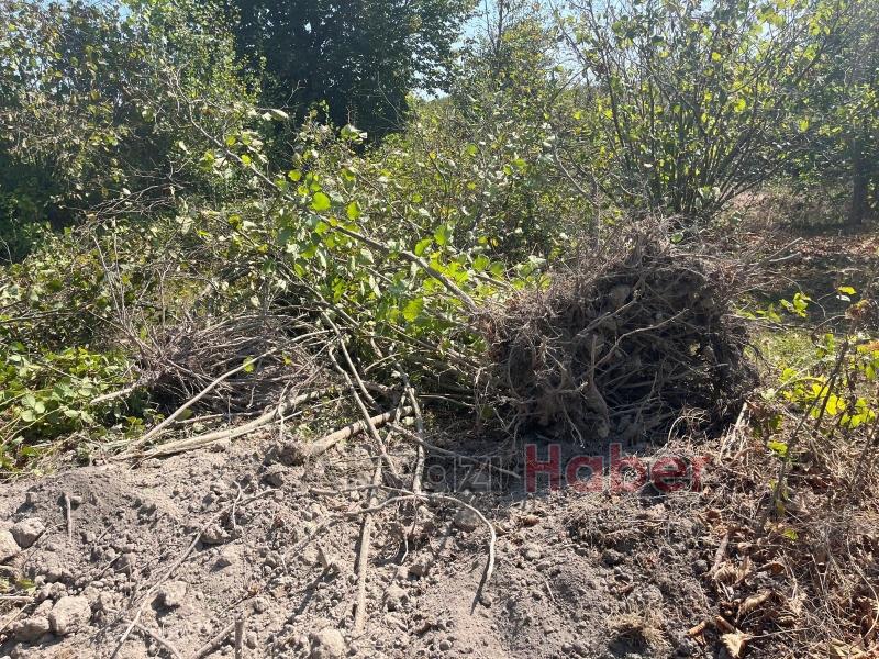 Orman sahasına dikilen fındık ağaçları söküldü