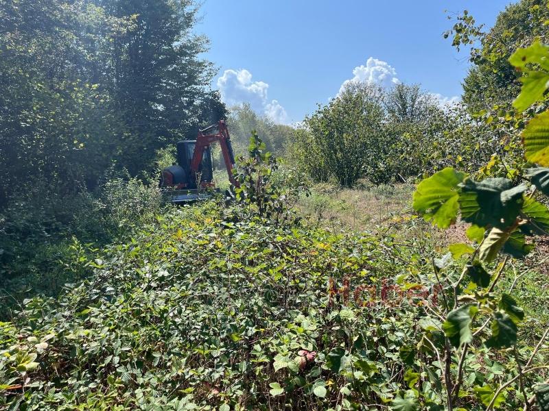 Orman sahasına dikilen fındık ağaçları söküldü