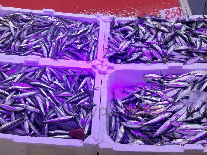 Balık sezonu açıldı: Tezgahlar taze balıkla doldu