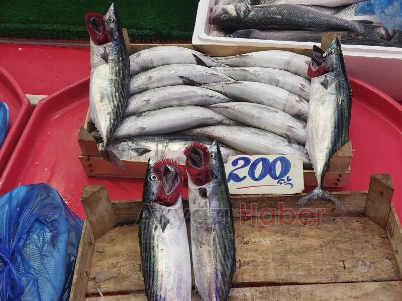 Balık sezonu açıldı: Tezgahlar taze balıkla doldu