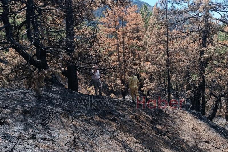 Yanan ormanda çalışmalar başlandı