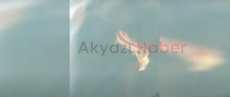 Nesli tükenmekte; Balıkçıların ağına takıldı