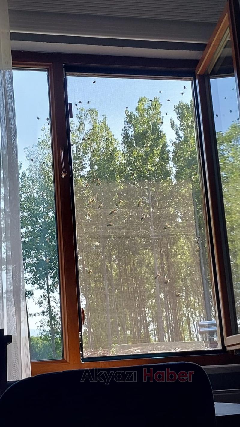 Akyazı'da kokarca istilası