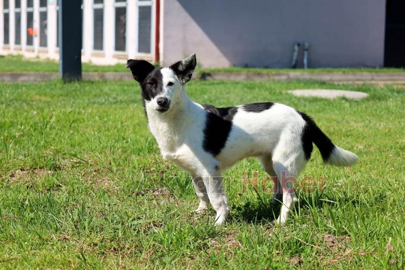 Can dostlar rengârenk günde yeni aileleriyle tanışacak