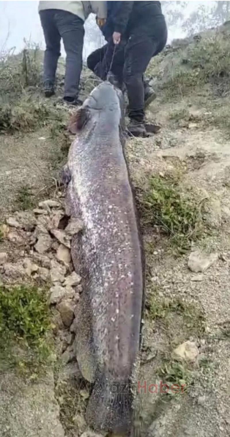 Sakarya Nehri'nde dev yayın balığı yakalandı