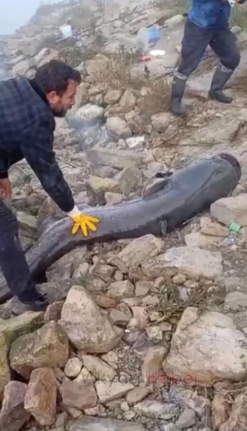 Sakarya Nehri'nde dev yayın balığı yakalandı