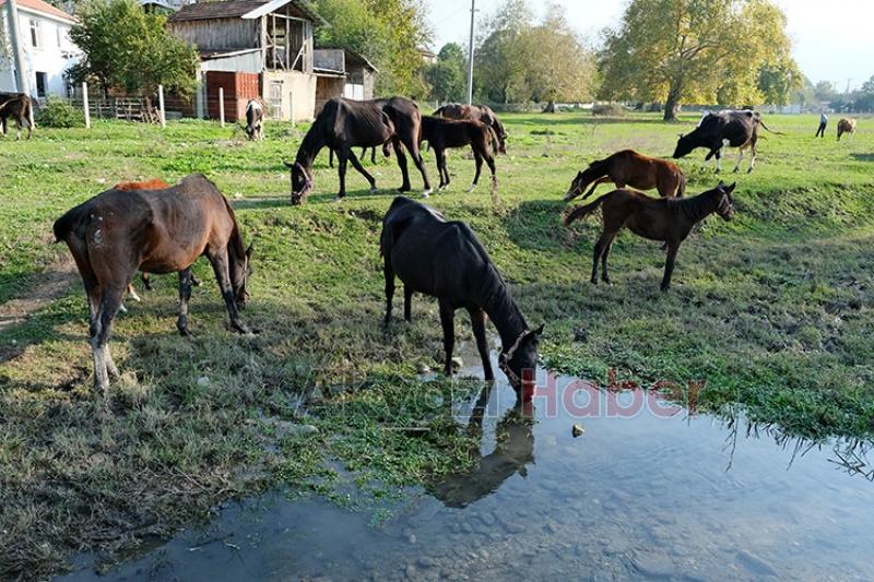 Akyazı da yetiştirdiği atlar pistlerde boy gösteriyor