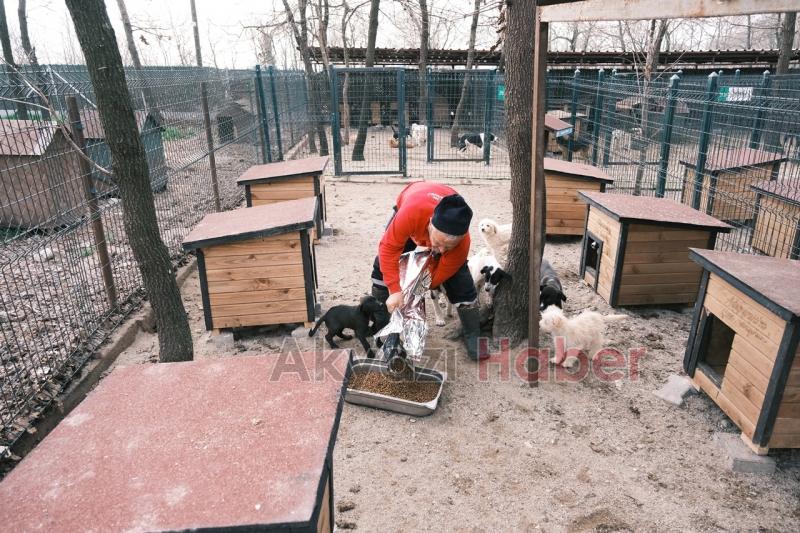 Hastane gıda fazlalıkları hayvan barınağına