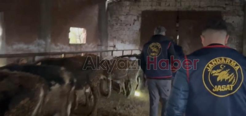 14 büyükbaş hayvan çalan çete çökertildi
