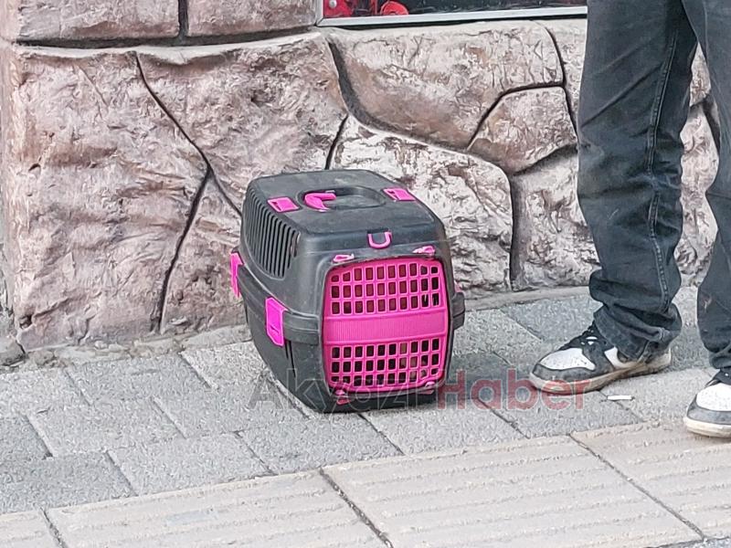 Köpeği kurtarayım derken canından olacaktı