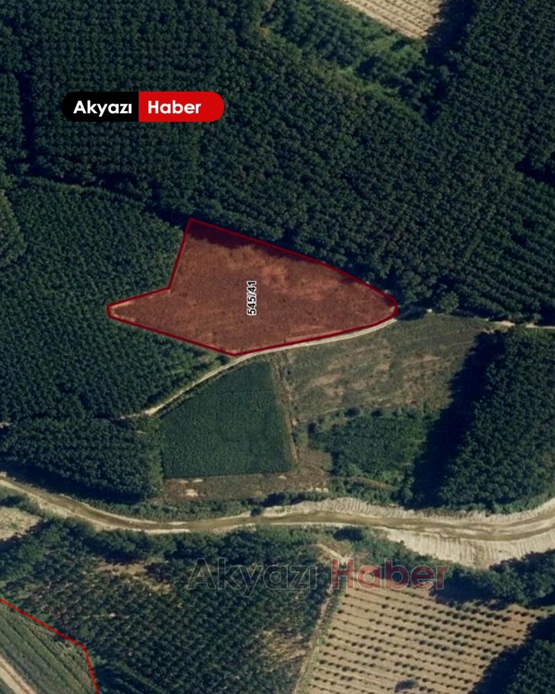 Akyazı Belediyesi 8 dönümlük cevizliği satmak için harekete geçti