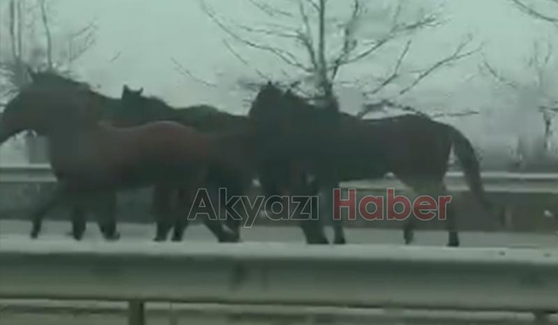 Karayoluna çıkan atlar şaşkınlık oluşturdu