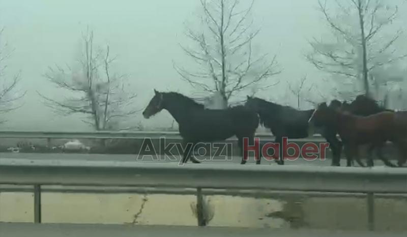 Karayoluna çıkan atlar şaşkınlık oluşturdu