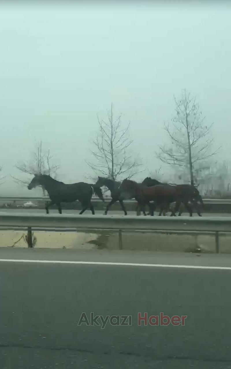Karayoluna çıkan atlar şaşkınlık oluşturdu