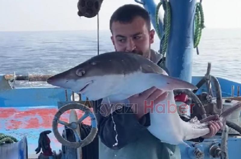 Karasu'da köpek balığı sürprizi