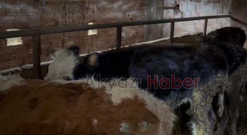 Karapürçek'te büyükbaş hayvan hırsızlığı operasyonu