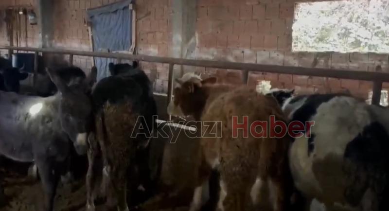 Karapürçek'te büyükbaş hayvan hırsızlığı operasyonu