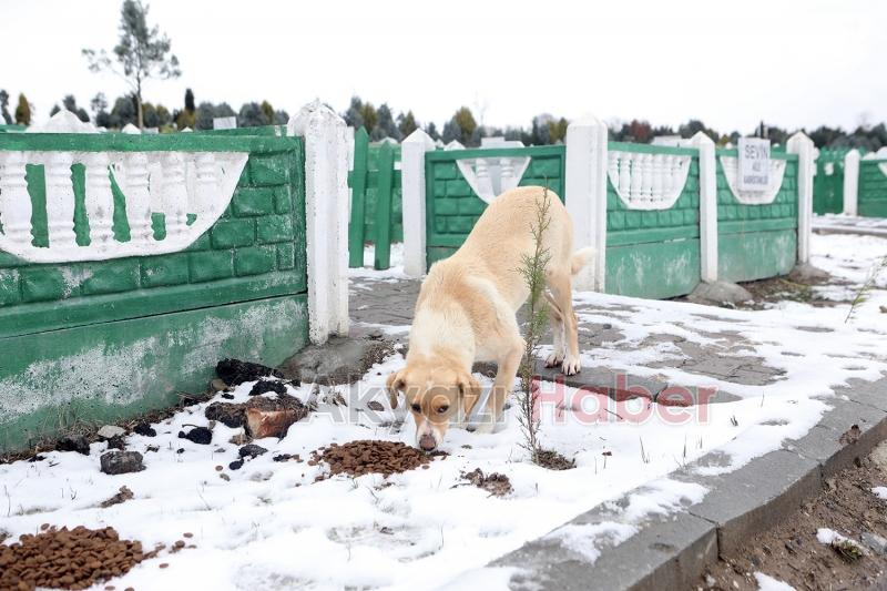Karda sokak hayvanları unutulmadı