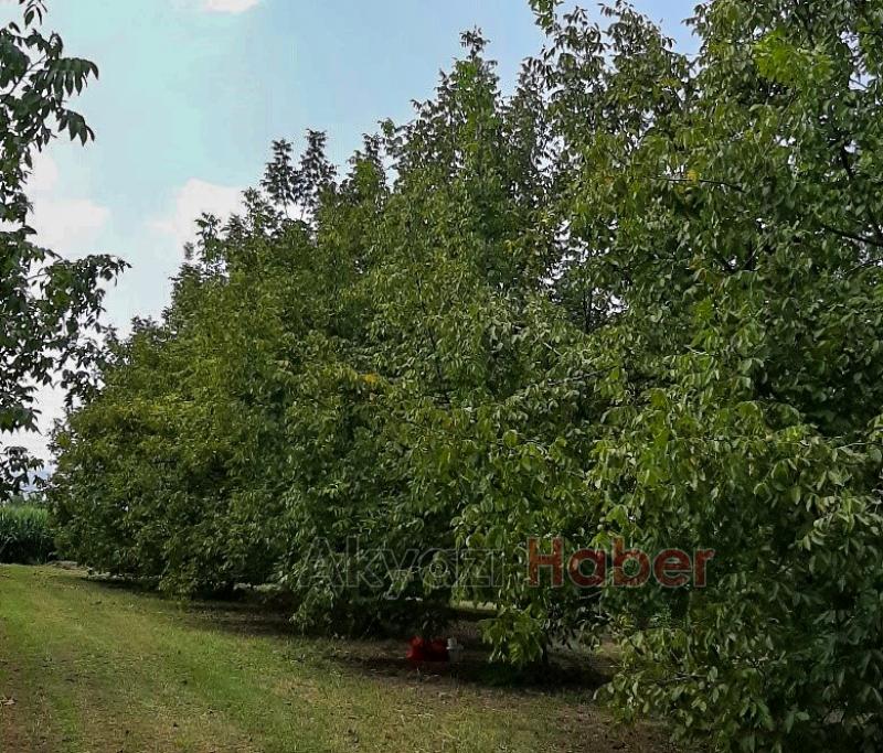 Sapanca Cevizi tescillendi