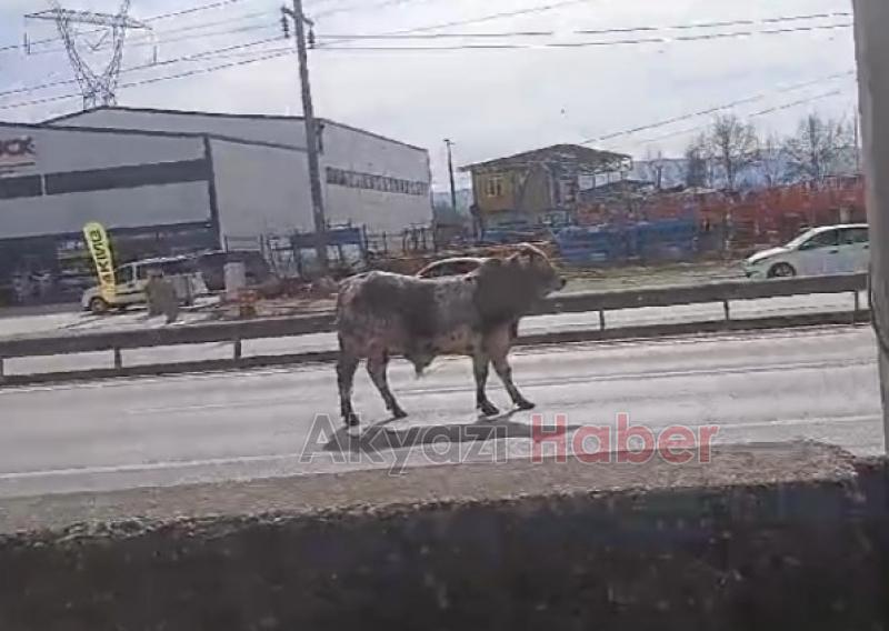 Mezbahadan kaçan boğa ortalığı karıştırdı