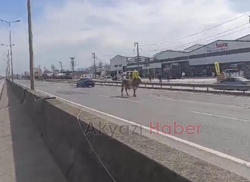 Mezbahadan kaçan boğa ortalığı karıştırdı