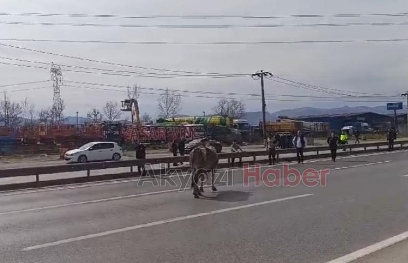 Mezbahadan kaçan boğa ortalığı karıştırdı