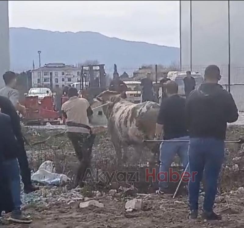 Mezbahadan kaçan boğa ortalığı karıştırdı
