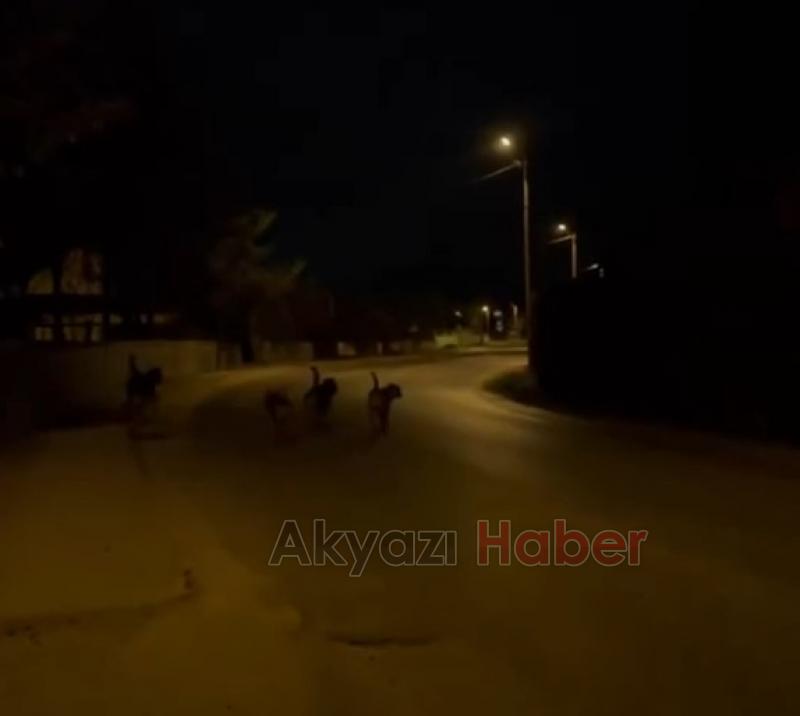 Hastane Çevresinde Dolaşan Başıboş Köpekler, Vatandaşı Tedirgin Ediyor