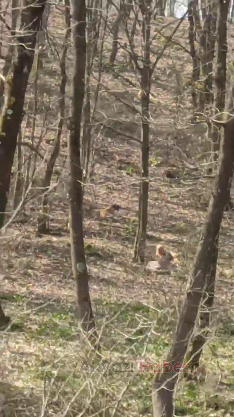 Sokak köpekleri koyunu telef etti